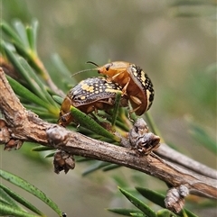 Paropsis pictipennis (Tea-tree button beetle) at Denman Prospect, ACT - 17 Dec 2024 by AaronClausen