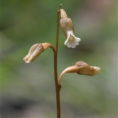 Gastrodia sesamoides (Cinnamon Bells) at Tharwa, ACT - 4 Dec 2024 by Frogmouth