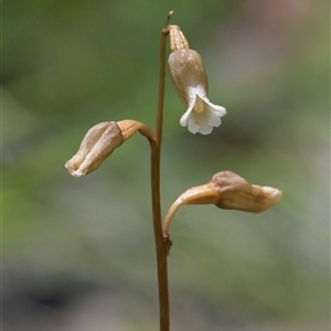 Gastrodia sesamoides (Cinnamon Bells) at Tharwa, ACT by Frogmouth