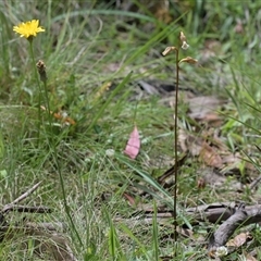 Gastrodia sesamoides at Tharwa, ACT - 4 Dec 2024