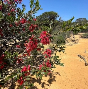 Unidentified Plant at Kalbarri National Park, WA by GG