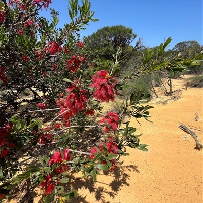 Unverified Plant at Kalbarri National Park, WA - 24 Sep 2024 by GG