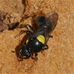 Hylaeus (Hylaeorhiza) nubilosus at Freshwater Creek, VIC - 6 Dec 2024 by WendyEM