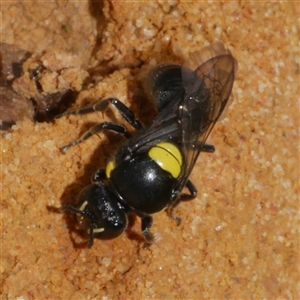 Hylaeus (Hylaeorhiza) nubilosus at Freshwater Creek, VIC by WendyEM