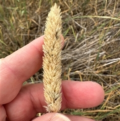 Phalaris aquatica (Phalaris, Australian Canary Grass) at Yarralumla, ACT - 17 Dec 2024 by lbradley