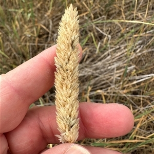 Phalaris aquatica (Phalaris, Australian Canary Grass) at Yarralumla, ACT by lbradley