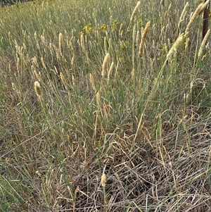 Phalaris aquatica at Yarralumla, ACT - 17 Dec 2024 04:50 PM