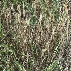 Vulpia (genus) (A Squirreltail Fescue) at Yarralumla, ACT - 17 Dec 2024 by lbradley