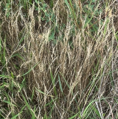 Vulpia sp. (A Squirreltail Fescue) at Yarralumla, ACT - 17 Dec 2024 by lbradley