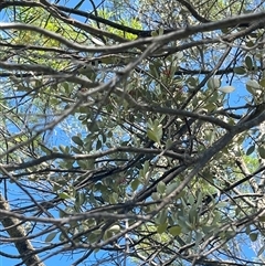 Unidentified Climber or Mistletoe at Yarragadee, WA - 13 Sep 2024 by GG