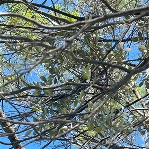 Unidentified Climber or Mistletoe at Yarragadee, WA by GG