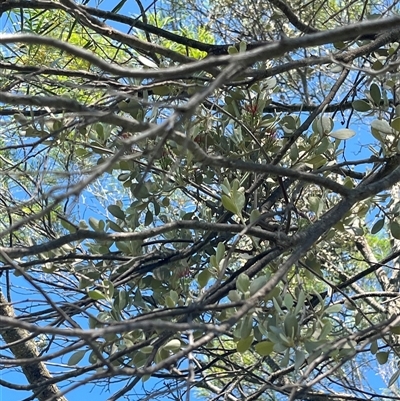 Unverified Climber or Mistletoe at Yarragadee, WA - 13 Sep 2024 by GG