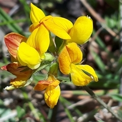 Lotus corniculatus at Yaouk, NSW - 15 Dec 2024 by Janet