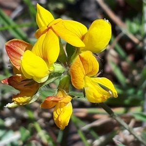 Lotus corniculatus at Yaouk, NSW by Janet