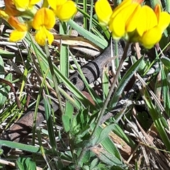 Lotus corniculatus at Yaouk, NSW - 15 Dec 2024 02:19 PM