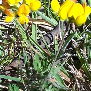 Lotus corniculatus at Yaouk, NSW - 15 Dec 2024 02:19 PM