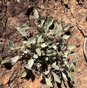 Unidentified Plant at Nangetty, WA by GG