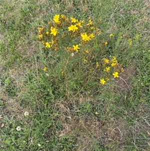 Hypericum perforatum at Yarralumla, ACT by lbradley