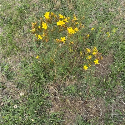 Hypericum perforatum (St John's Wort) at Yarralumla, ACT - 17 Dec 2024 by lbradley