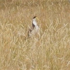 Vanellus miles (Masked Lapwing) at Freshwater Creek, VIC - 16 Dec 2024 by WendyEM