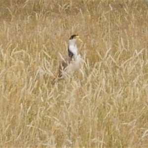 Vanellus miles (Masked Lapwing) at Freshwater Creek, VIC by WendyEM