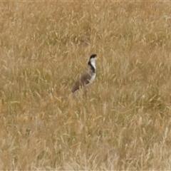 Vanellus miles at Freshwater Creek, VIC - 16 Dec 2024 05:06 PM