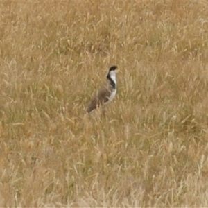 Vanellus miles at Freshwater Creek, VIC - 16 Dec 2024