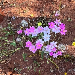 Unidentified Plant at Holmwood, WA by GG