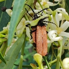 Porrostoma rhipidium (Long-nosed Lycid (Net-winged) beetle) at Googong, NSW - 17 Dec 2024 by LyndalT