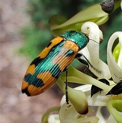 Castiarina scalaris (Scalaris jewel beetle) at Googong, NSW - 17 Dec 2024 by LyndalT