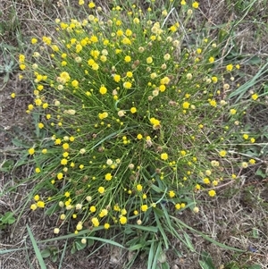 Calotis lappulacea (Yellow Burr Daisy) at Yarralumla, ACT by lbradley