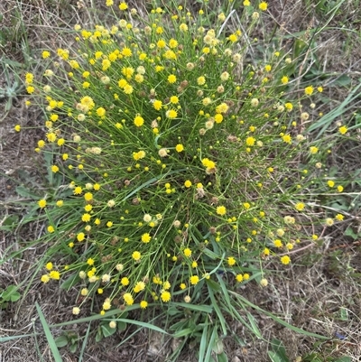 Calotis lappulacea (Yellow Burr Daisy) at Yarralumla, ACT - 17 Dec 2024 by lbradley