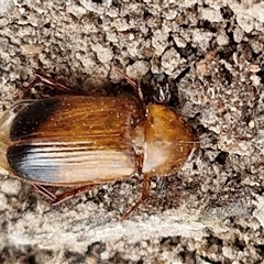 Phyllotocus macleayi (Nectar scarab) at Collector, NSW - 17 Dec 2024 by trevorpreston