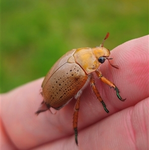 Anoplognathus porosus at Anembo, NSW - suppressed