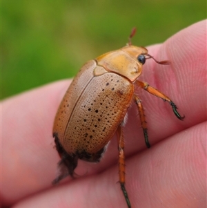 Anoplognathus porosus at Anembo, NSW - suppressed