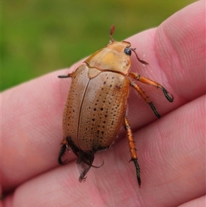 Anoplognathus porosus at Anembo, NSW - suppressed