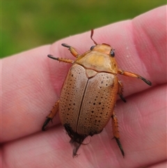 Anoplognathus porosus at Anembo, NSW - suppressed