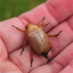 Anoplognathus porosus at Anembo, NSW - suppressed