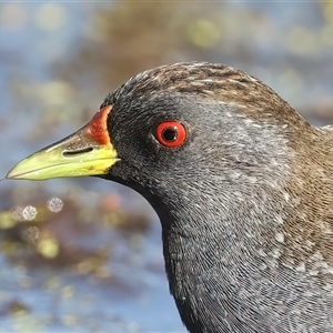 Porzana fluminea (Australian Spotted Crake) at Fyshwick, ACT by jb2602