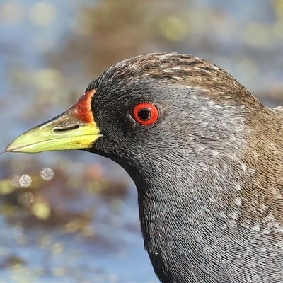 Porzana fluminea (Australian Spotted Crake) at Fyshwick, ACT - 16 Dec 2024 by jb2602