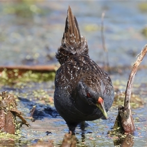 Porzana fluminea at Fyshwick, ACT - 16 Dec 2024