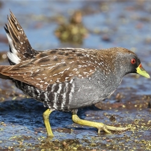 Porzana fluminea at Fyshwick, ACT - 16 Dec 2024