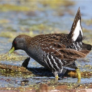 Porzana fluminea at Fyshwick, ACT - 16 Dec 2024