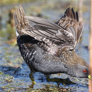 Porzana fluminea at Fyshwick, ACT - 16 Dec 2024