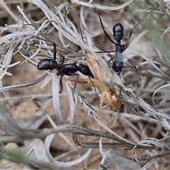 Rhytidoponera sp. (genus) (Rhytidoponera ant) at Collector, NSW - 17 Dec 2024 by trevorpreston