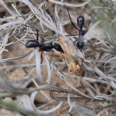 Rhytidoponera punctiventris (A Pony Ant) at Collector, NSW - 17 Dec 2024 by trevorpreston