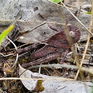 Gastrimargus musicus (Yellow-winged Locust or Grasshopper) at Collector, NSW by trevorpreston