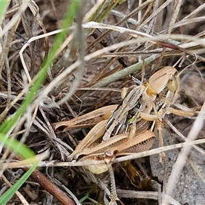 Praxibulus sp. (genus) at Collector, NSW - 17 Dec 2024