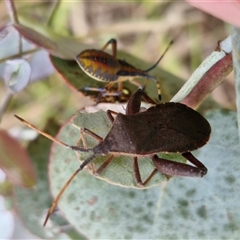 Amorbus alternatus (Eucalyptus Tip Bug) at Collector, NSW - 17 Dec 2024 by trevorpreston