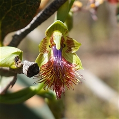 Calochilus campestris at Penrose, NSW - suppressed